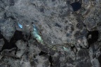 APHRODITE EXTRA 3CM LOT 3P594108CL 114X73